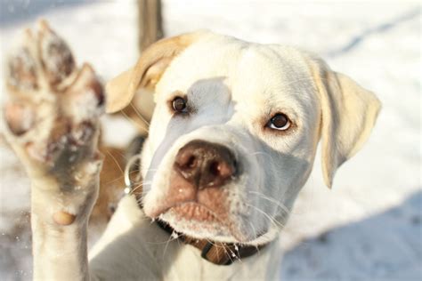 Stewart - Boxer Labrador Retriever mix