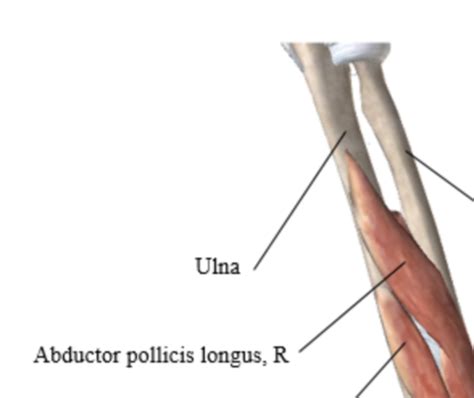 Portage Learning A P 151 Module 5 Muscles Hand Wrist Deep