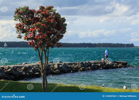 Fishing from Stone Pier, Tauranga, New Zealand Editorial Photo - Image ...