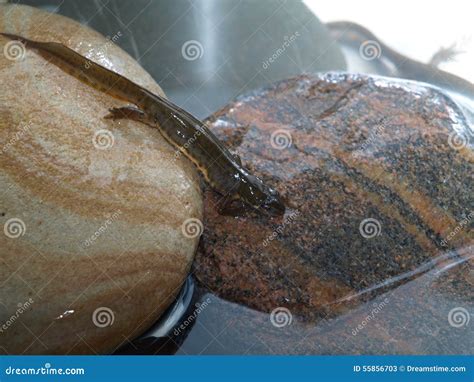 Newts in my garden pond. stock image. Image of lakes - 55856703