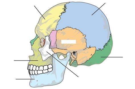 The Skull Diagram Quizlet