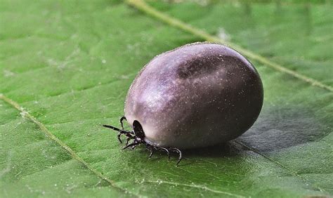 Enfermedad De Lyme S Ntomas Causas Tratamiento Y Prevenci N