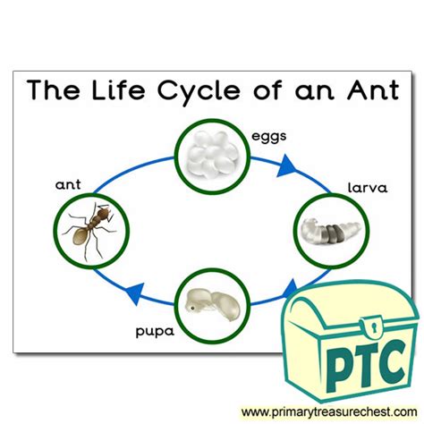 The Life Cycle Of An Ant Poster Primary Treasure Chest