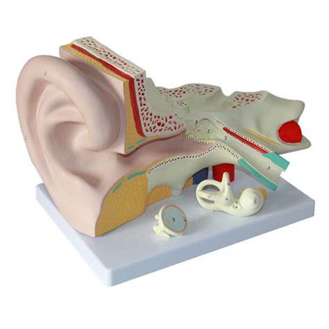 Buy Scientific Human Ear Model Showing Major Regions Of The Ear