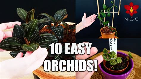 Missorchidgirl 10 Easy Orchids For Your Home Orchid Care Tips For Beginners