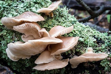 California Fungi: Pleurotus ostreatus