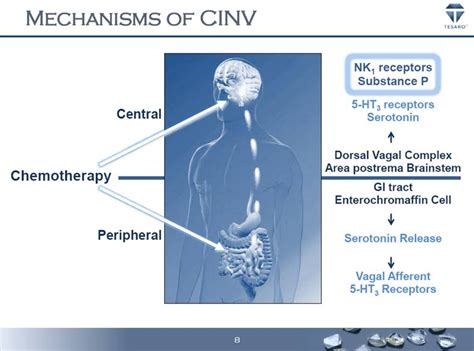 Mechanisms Of Cinv Chemotherapy Nk1 Receptors Substance P 5 Ht3