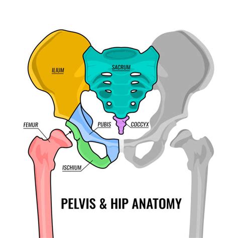 pelvis stock  pictures royalty  images istock