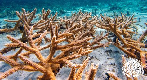 Destination Saint Barths Coral Restoration For The Preservation Of