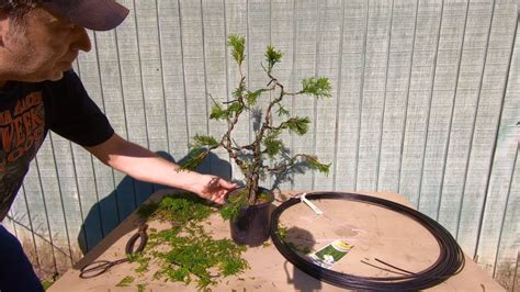 🌱 Backyard Bonsai 4 🌱 How To Turn A Garden Nursery Arborvitae Into A