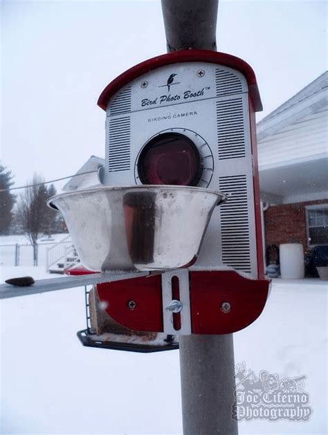 Amazing winter bird feeder photos: Bird Photo Booth | bird feeders ...