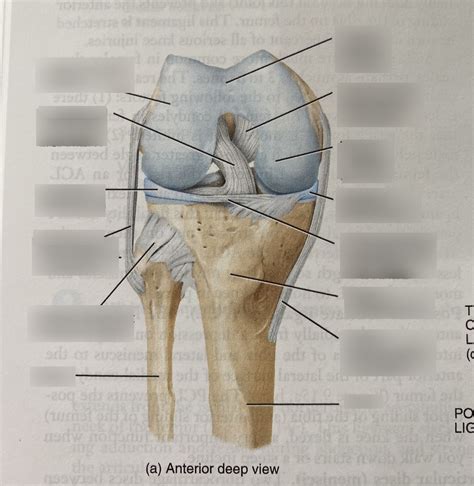 Knee Anterior Deep View Diagram Quizlet