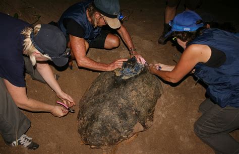 Turtle Volunteers Active On Moore Park Beach Bundaberg Now