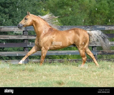 Golden Palomino Arabian