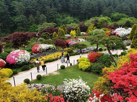 Morning Calm Flower Garden as one of the most beautiful place in Korea ...