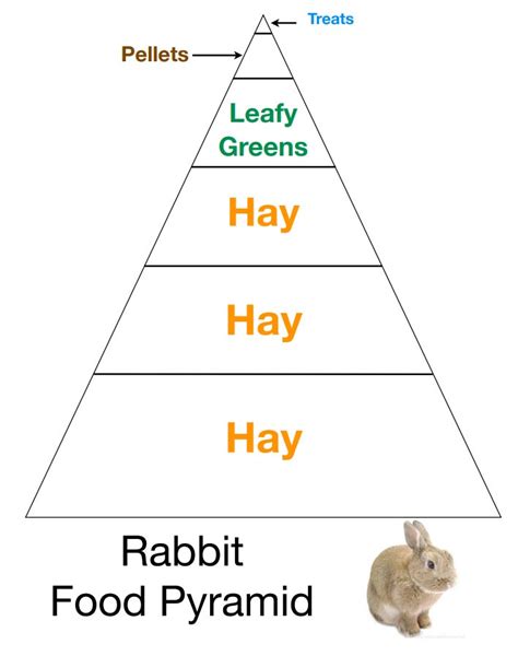 Rabbit Food Pyramid Winter Park Veterinary Hospital