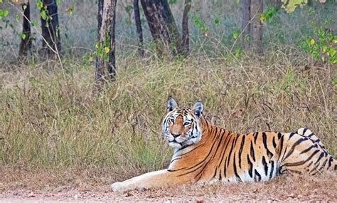 Pench Tiger Reserve Encourages Monsoon Wildlife Safari Bharat Travel Point Btp Yatra