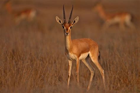 Chinkara - Wikipedia | Животные