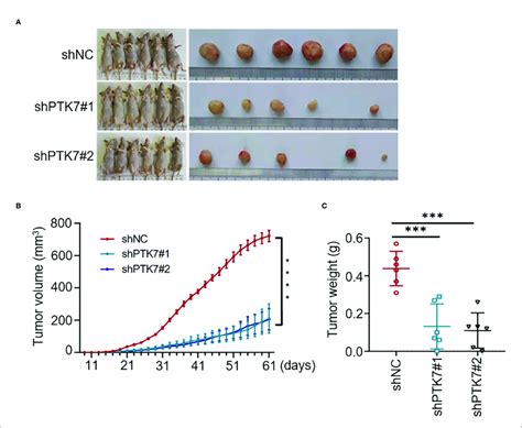 PTK7 Promotes In Vivo TNBC Tumorigenicity A Nude Mice Were