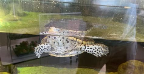 Diamondback Terrapin Tank Setup Turtleholic