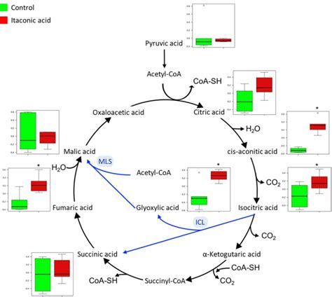 5 The General Scheme For Tricarboxylic Acid Tca Cycle Black Arrows