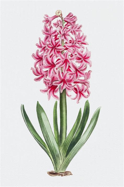 Hyacinth Flower Vintage Art Free Stock Photo - Public Domain Pictures