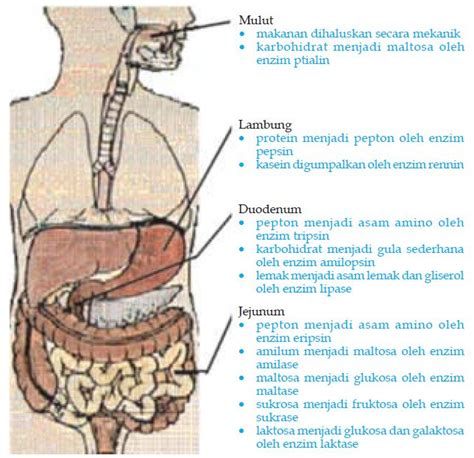 Penjelasan Lengkap Proses Pencernaan Makanan Pada Manusia Info Pelajaran