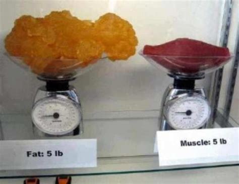 A Pound of Muscle vs. A Pound of Fat