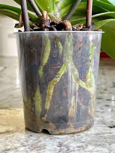 How To Repot An Orchid Successfully The Contented Plant