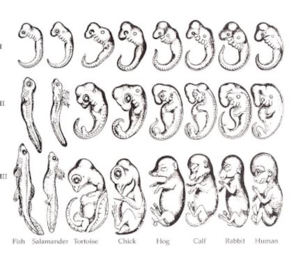 Comparative Embryology Evolution Evidence