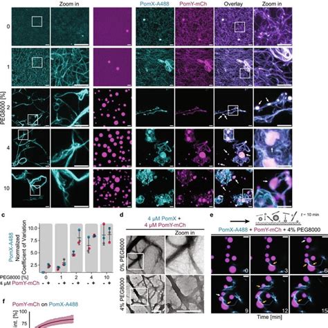 PomY Condensates Wet And Bundle PomX Filaments In Vitro A Schematic Of