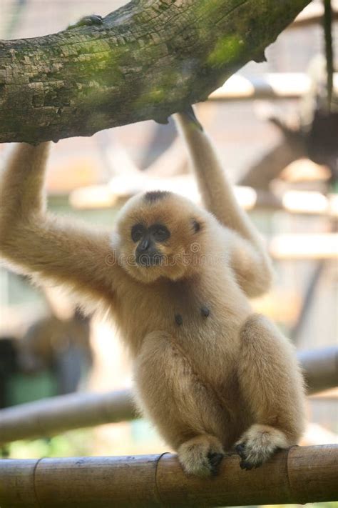 Gibbon hand stock photo. Image of detail, gibbon, finger - 11208534