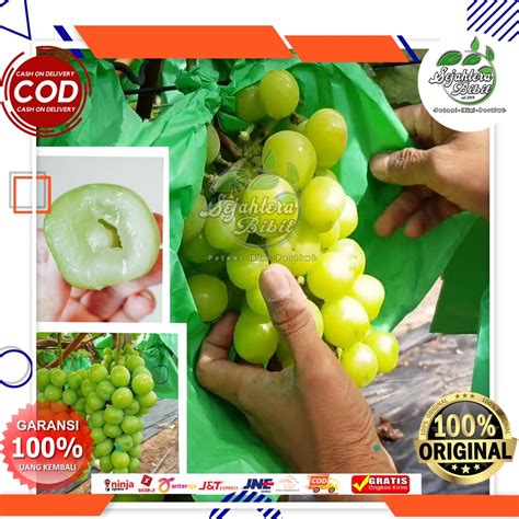 Jual Bibit Anggur Import Shine Muscat Grafting Anggur Hight Quality