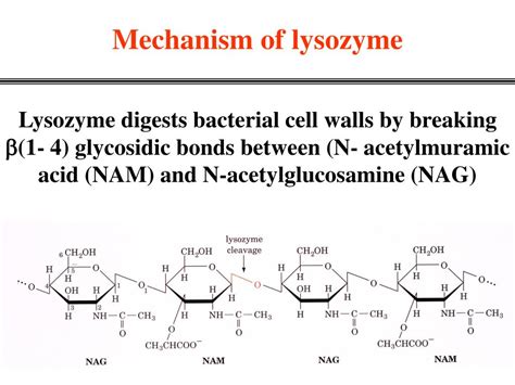 PPT - Enzyme Catalysis PowerPoint Presentation - ID:590166 