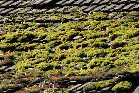 Comment se débarrasser des mousses et lichens