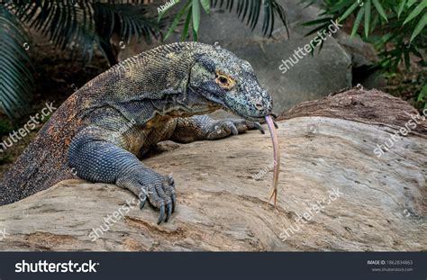 Komodo Atau Juga Disebut Biawak Komodo Stock Photo 1862834863 | Shutterstock