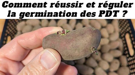 R Ussir Et R Guler La Germination Des Tubercules De Pomme De Terre