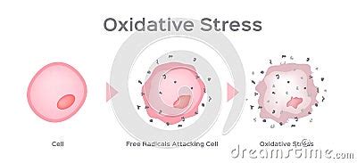 Oxidative Stress Cell Vector Free Radical CartoonDealer 123033847