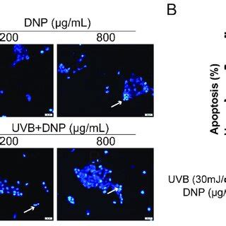 Dnps Inhibit Uvb Induced Apoptosis Of Cells A Representative Images