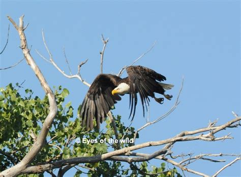 Clearlake Birds And Wildlife Eyes Of The Wild Wildlife And Scenic