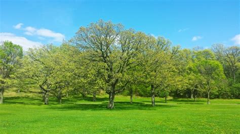 Free Images Beach Landscape Tree Water Grass Sand Sky Lawn