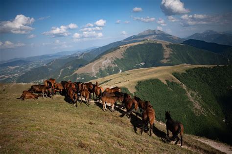 Alle Pendici Del Monte Catria Tra Cavalli E Visciole Portale Degli