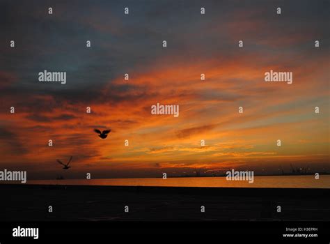 Two Birds Fly Over Doha Qatar As Intense Red Hues Fill The Sky During