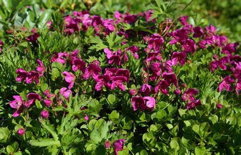 Rhododendron camtschaticum - Изображение особи - Плантариум