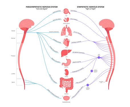 Sistem Saraf Otonom Ilustrasi Stok - Unduh Gambar Sekarang - Anatomi, Bagan medis - Dokumen ...