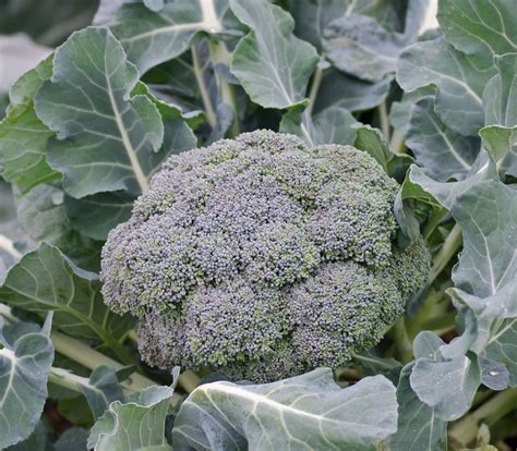 Calabrese Broccoli Seeds