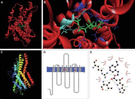 A Female Biased Odorant Receptor Tuned To The Lepidopteran Sex
