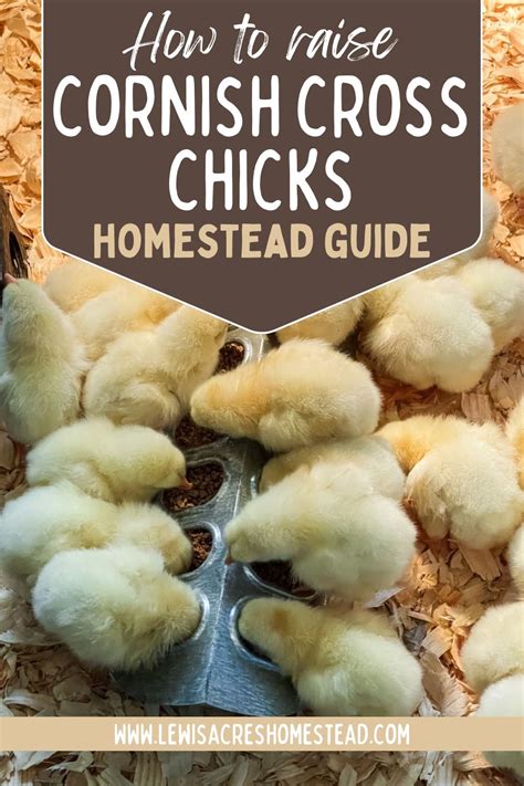 ultimate guide  raising cornish cross chickens artofit