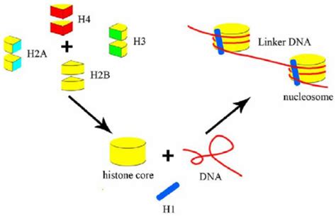 A Schematic Diagram Of Transcription Factors And Transcription Factor