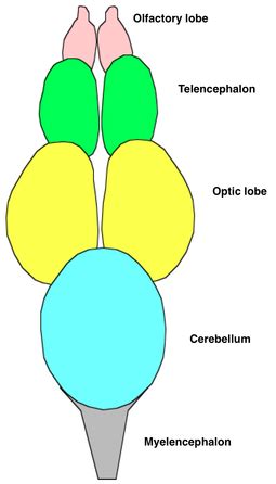 Fish anatomy - Wikipedia